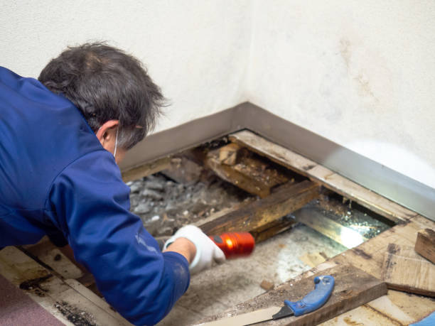 Best Commercial Mold Removal  in Summersville, WV