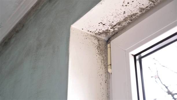 Best Affordable Mold Removal  in Summersville, WV