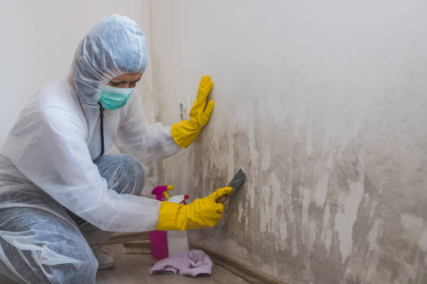 Best Residential Mold Removal  in Summersville, WV