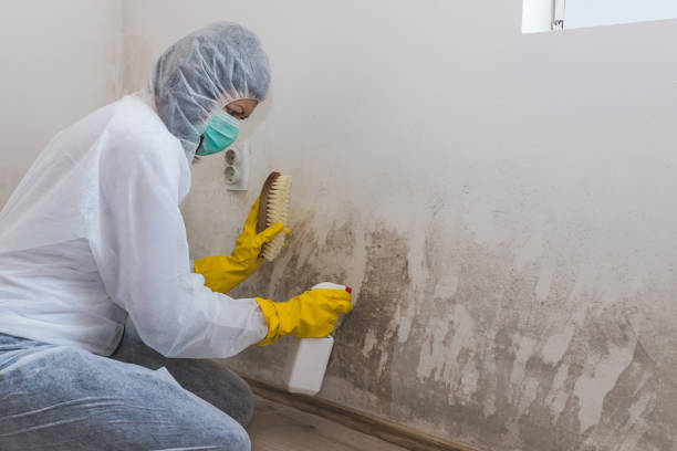 Best Mold Removal Specialists  in Summersville, WV