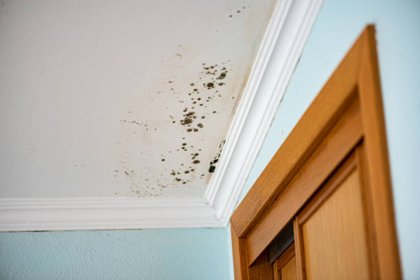 Best Toxic Mold Removal  in Summersville, WV