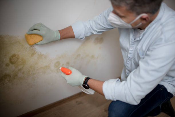 Best Crawl Space Mold Removal  in Summersville, WV