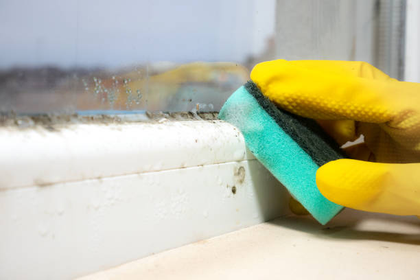 Best Mold Removal Company Near Me  in Summersville, WV