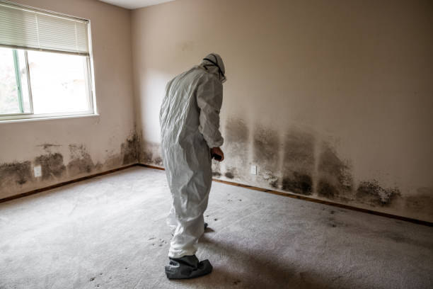 Best Residential Mold Removal  in Summersville, WV