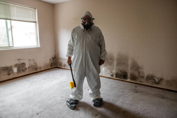 Best Professional Mold Removal  in Summersville, WV