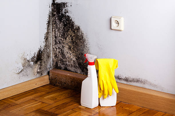 Best Mold Cleaning Services  in Summersville, WV